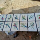 12 Lithographs “Birds of the World”