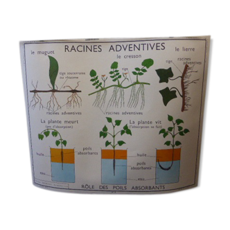 Affiche scolaire éditions Rossignol Montmorillon Vienne numéro 3 et 4, les tiges et les racines adventives vintage 1970