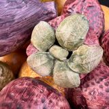 Fruit basket trompe l'œil Portugal 1970s