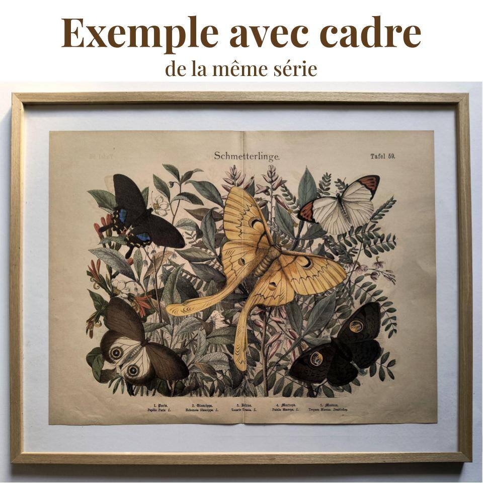 Old engraving from 1886 - Sphinx Butterflies (1) - Zoological lithograph