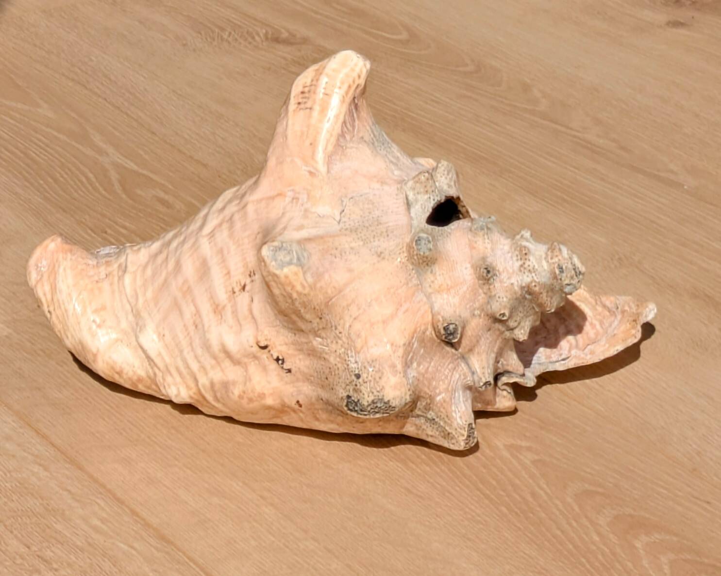 Conch Marine shell - Strombus alatus 26 cm 1.6 kg