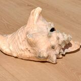 Conch Marine shell - Strombus alatus 26 cm 1.6 kg