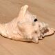 Conch Marine shell - Strombus alatus 26 cm 1.6 kg