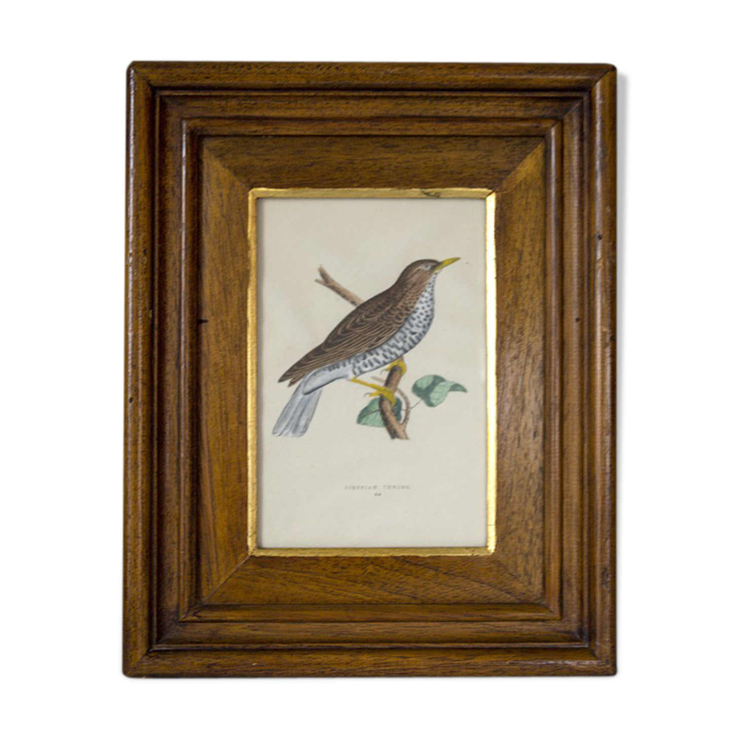 Bird framed lithograph