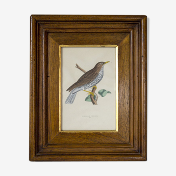 Bird framed lithograph