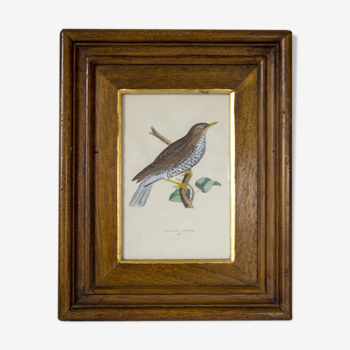 Lithographie encadrée oiseau