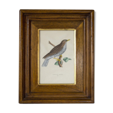 Bird framed lithograph