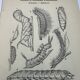 Botanical engraving butterflies double-sided naturalist plate Etching