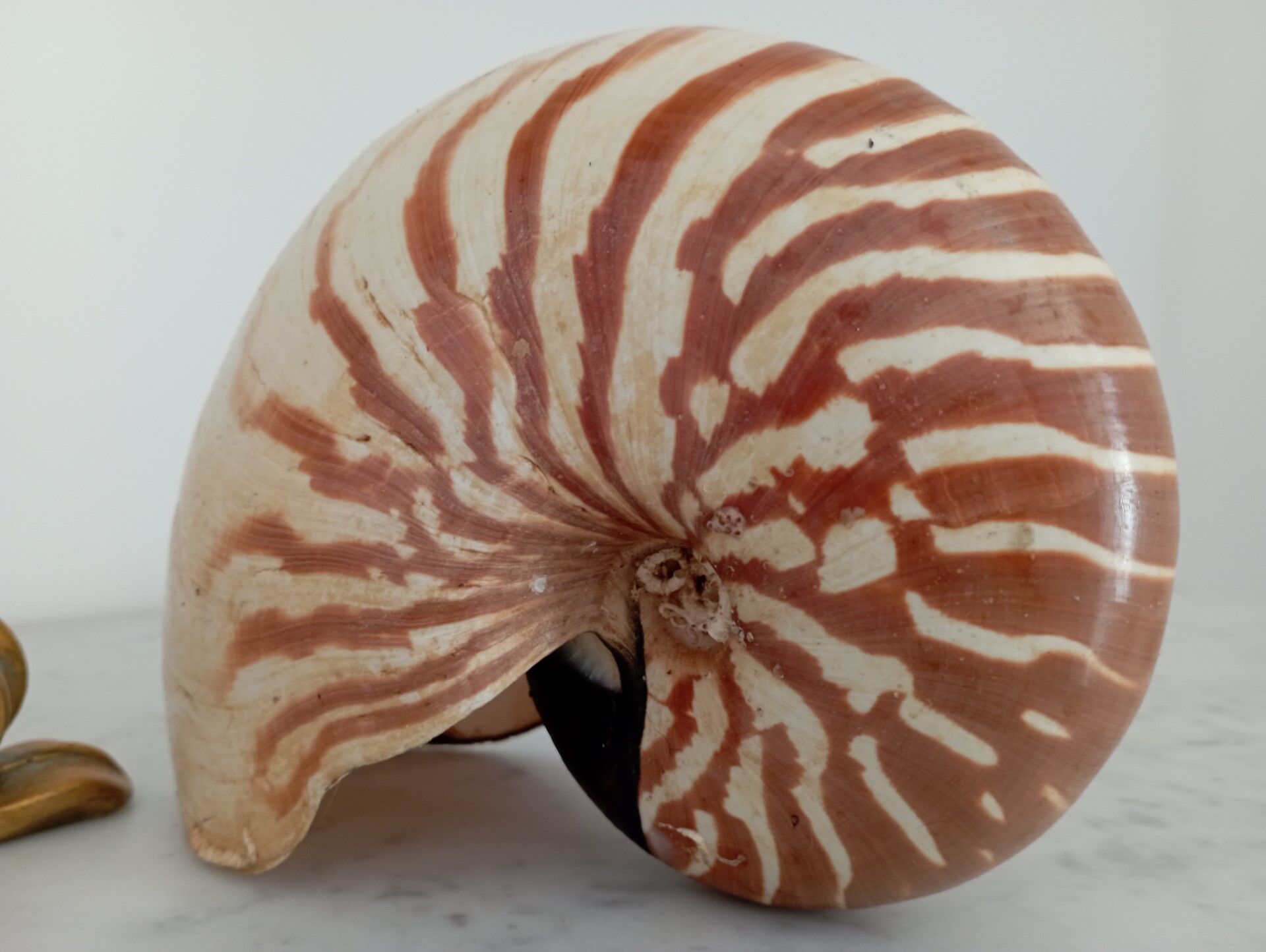 Nautilus shell