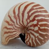 Nautilus shell