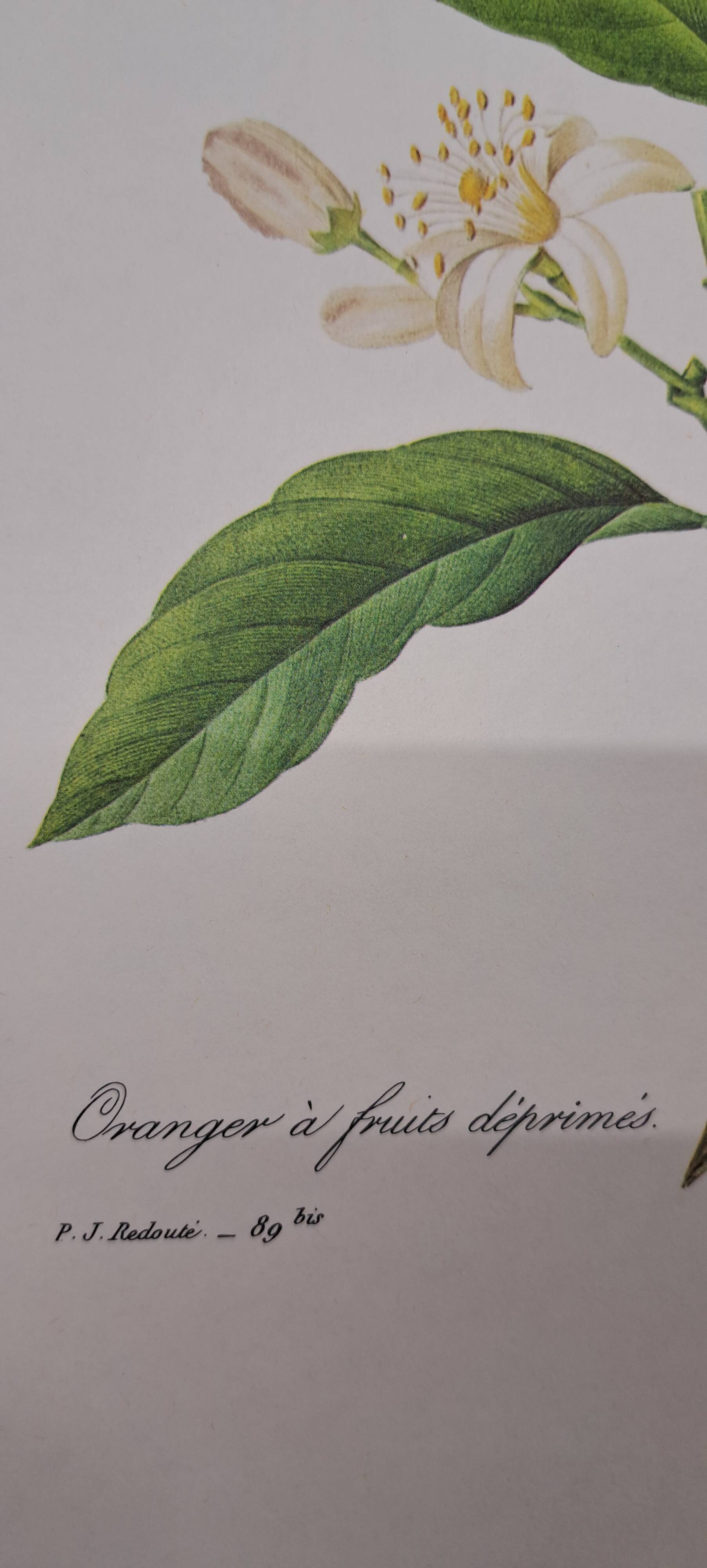 Orange tree with depressed fruits