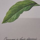 Orange tree with depressed fruits