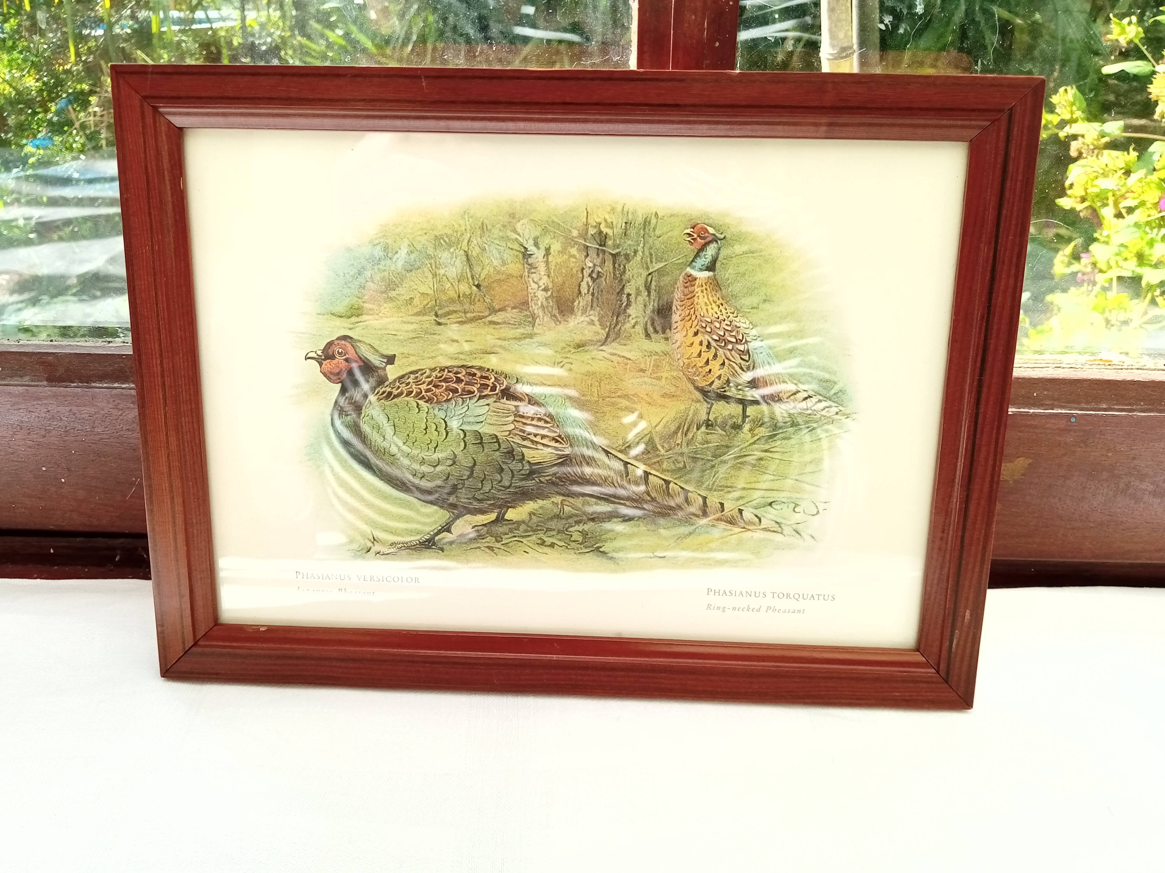 Pheasant painting