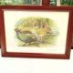 Pheasant painting