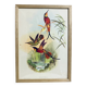 Topaza ornithological lithograph