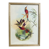 Lithographie ornithologique Topaza