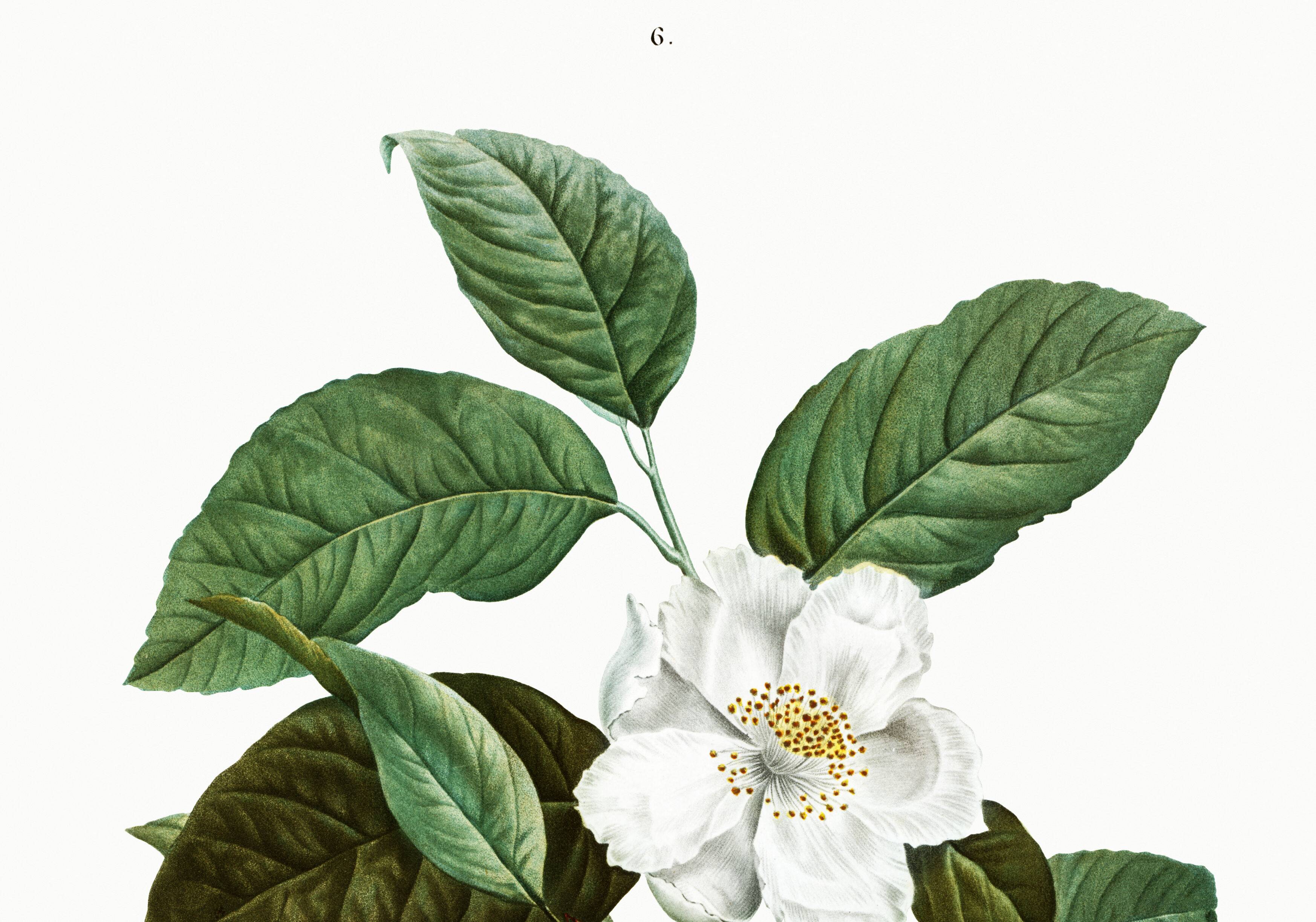 Botanical poster on Stuartia, after an engraving from 1802.
