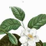Botanical poster on Stuartia, after an engraving from 1802.