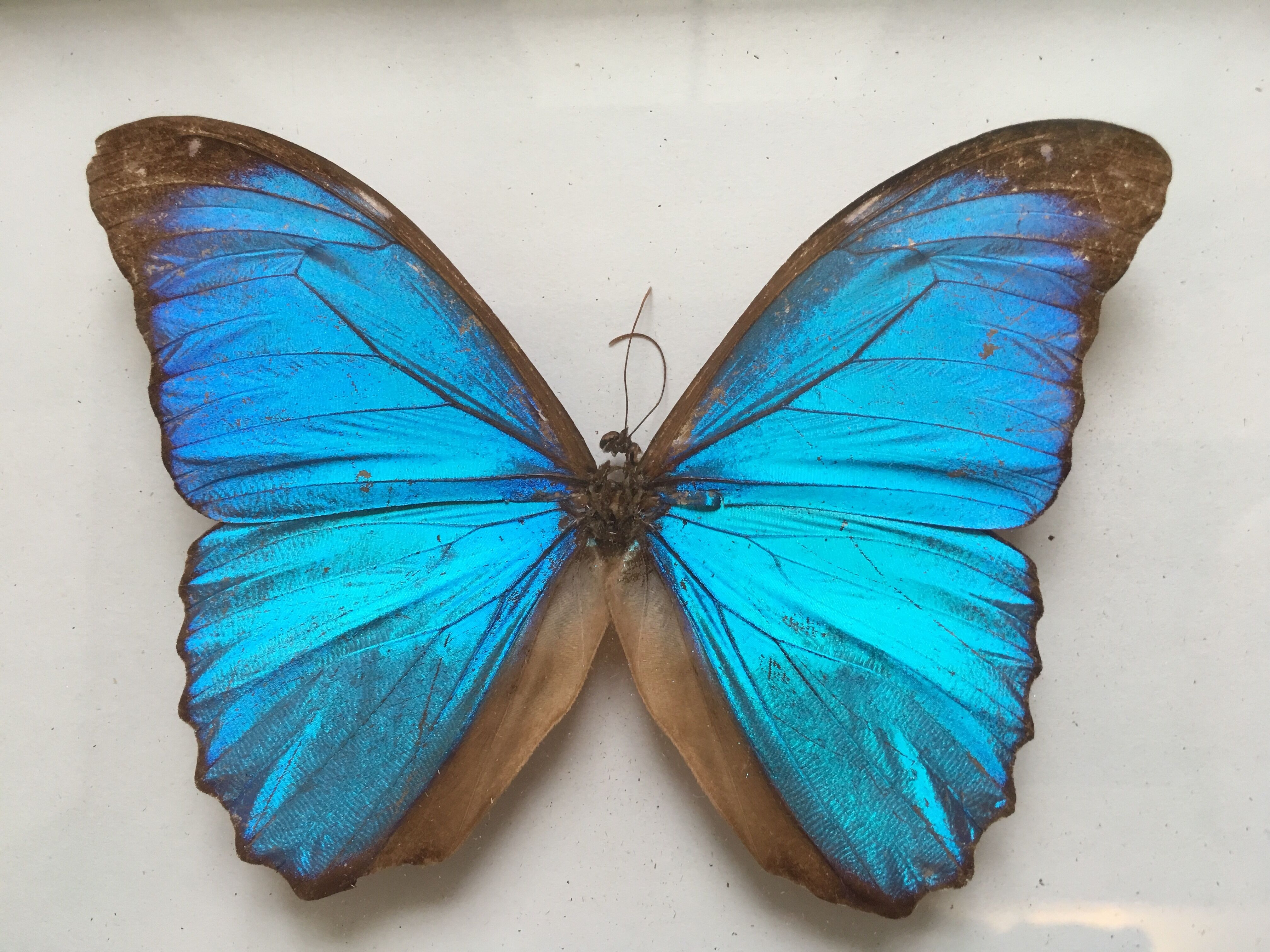 Vintage blue morpho butterfly frame
