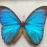 Vintage blue morpho butterfly frame