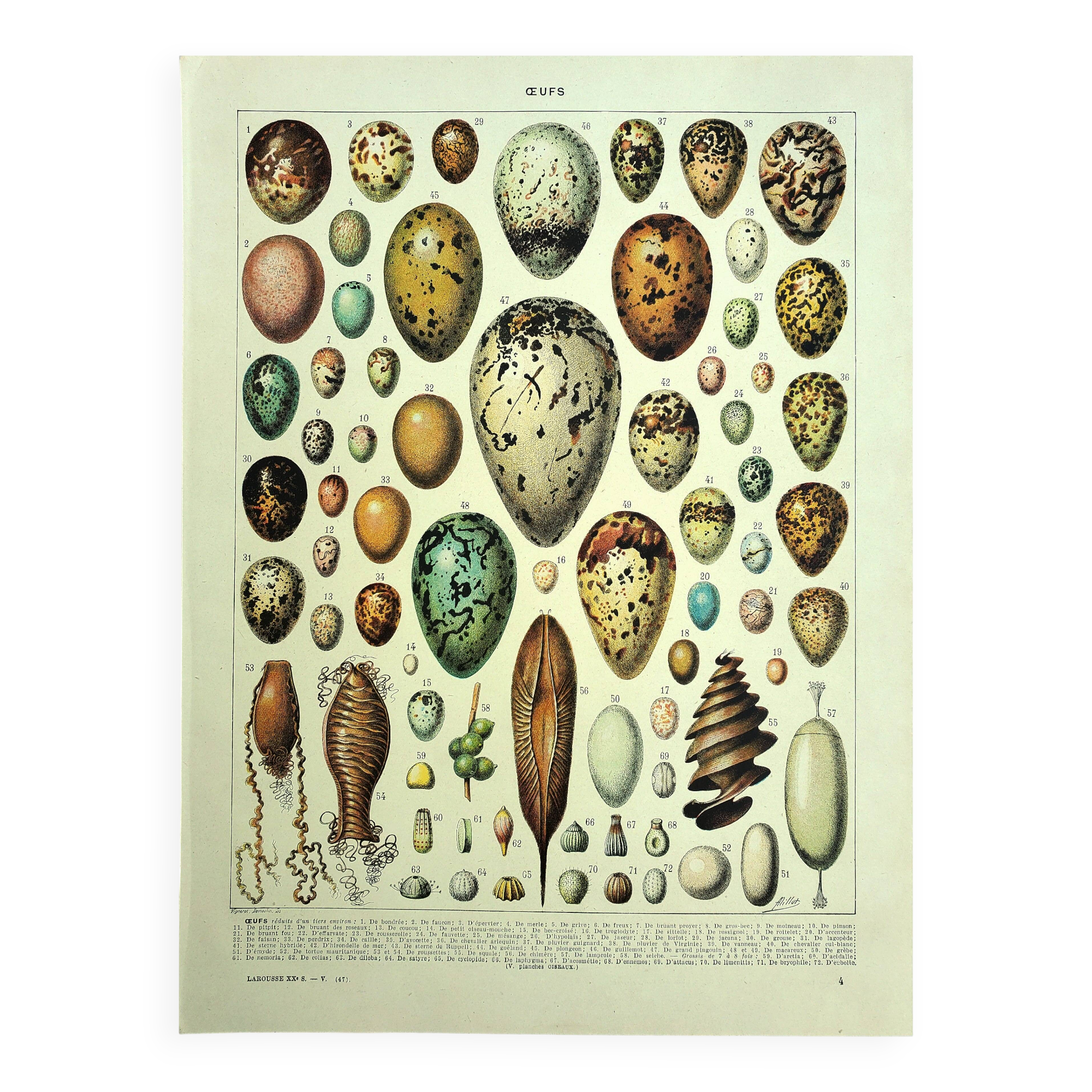Antique engraving 1928 - Eggs by A. Millot - vintage zoological plate