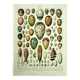 Antique engraving 1928 - Eggs by A. Millot - vintage zoological plate
