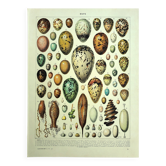 Antique engraving 1928 - Eggs by A. Millot - vintage zoological plate