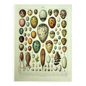 Antique engraving 1928 - Eggs by A. Millot - vintage zoological plate