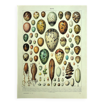 Gravure ancienne 1928 - Œufs par A. Millot - planche zoologique vintage