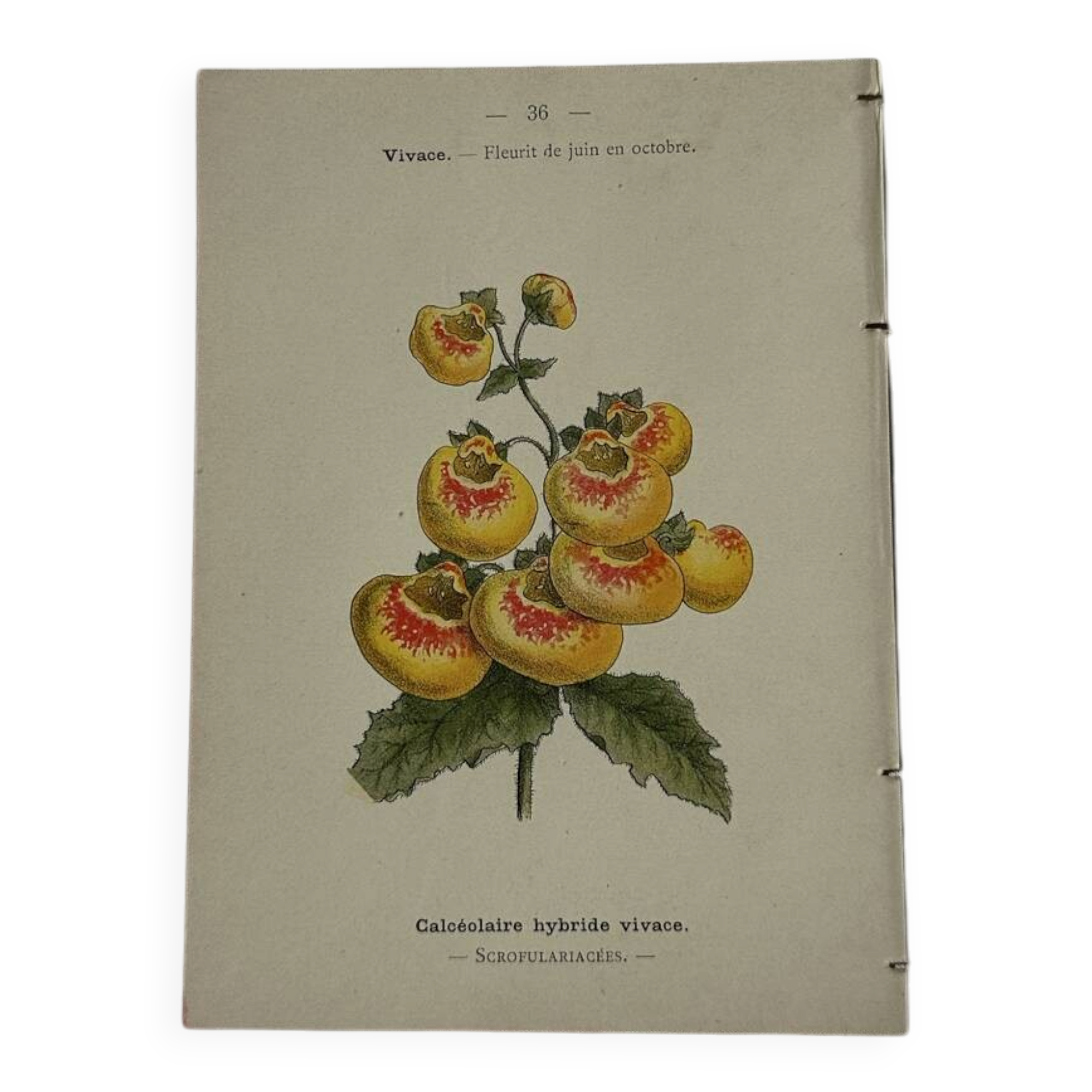 🌿 Botanical Plate Old Naturalist Engraving 19th Century Double-Sided