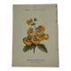 🌿 Botanical Plate Old Naturalist Engraving 19th Century Double-Sided