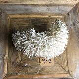 Coral nest