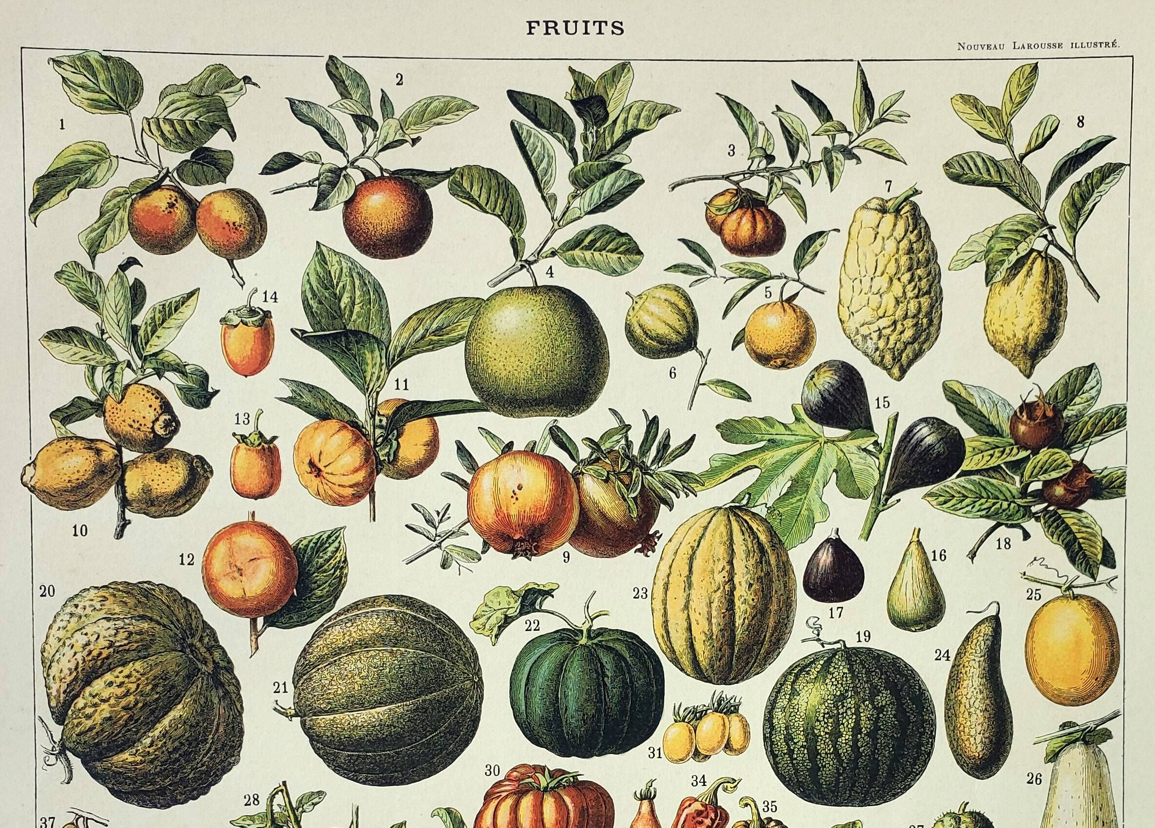 Old engraving 1898, Fruits (exotic), varieties • Original and vintage lithograph