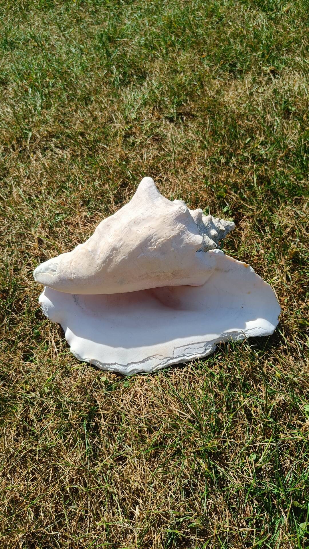Conque marine blanche légèrement rosée