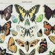 Engraving • European butterflies, insects • Original and vintage poster from 1898