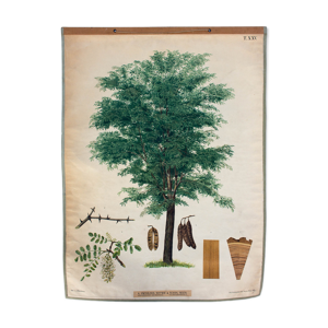 Affiche pédagogique - arbre