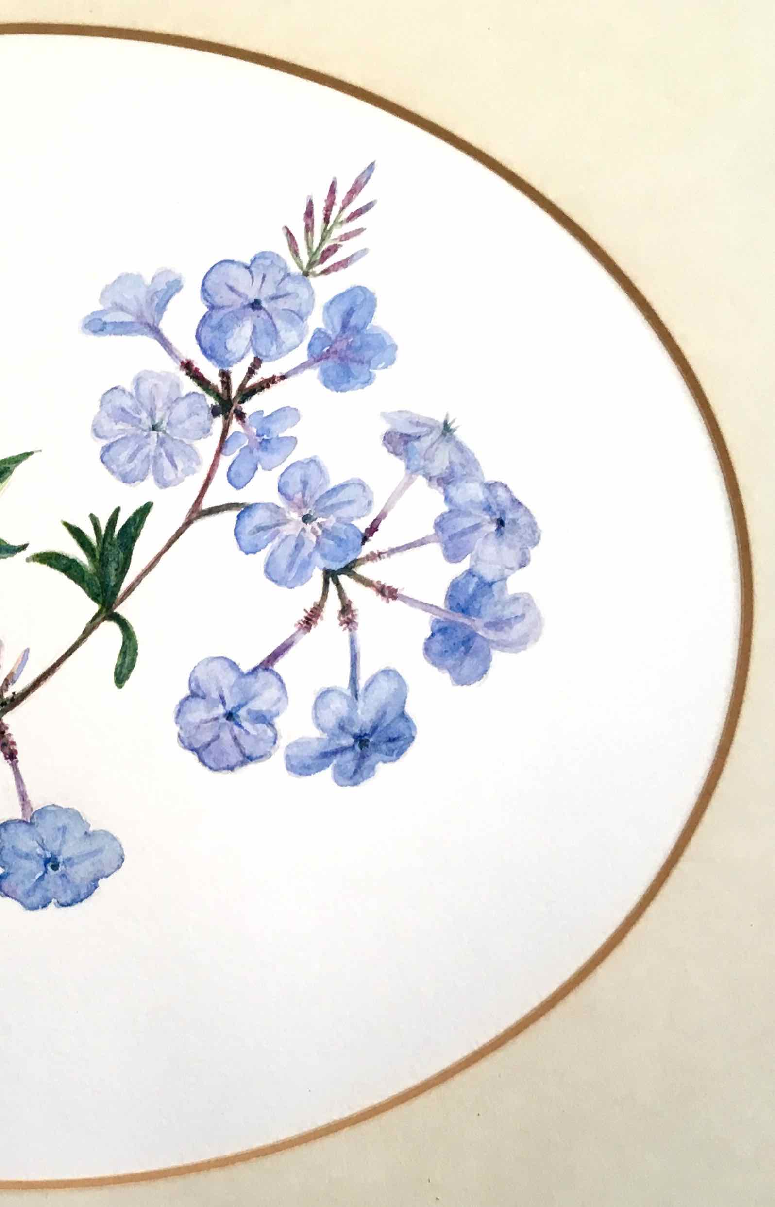 Tableau aquarelle fleurs de plumbago