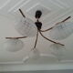 Cosmic brass and chiseled glass chandelier