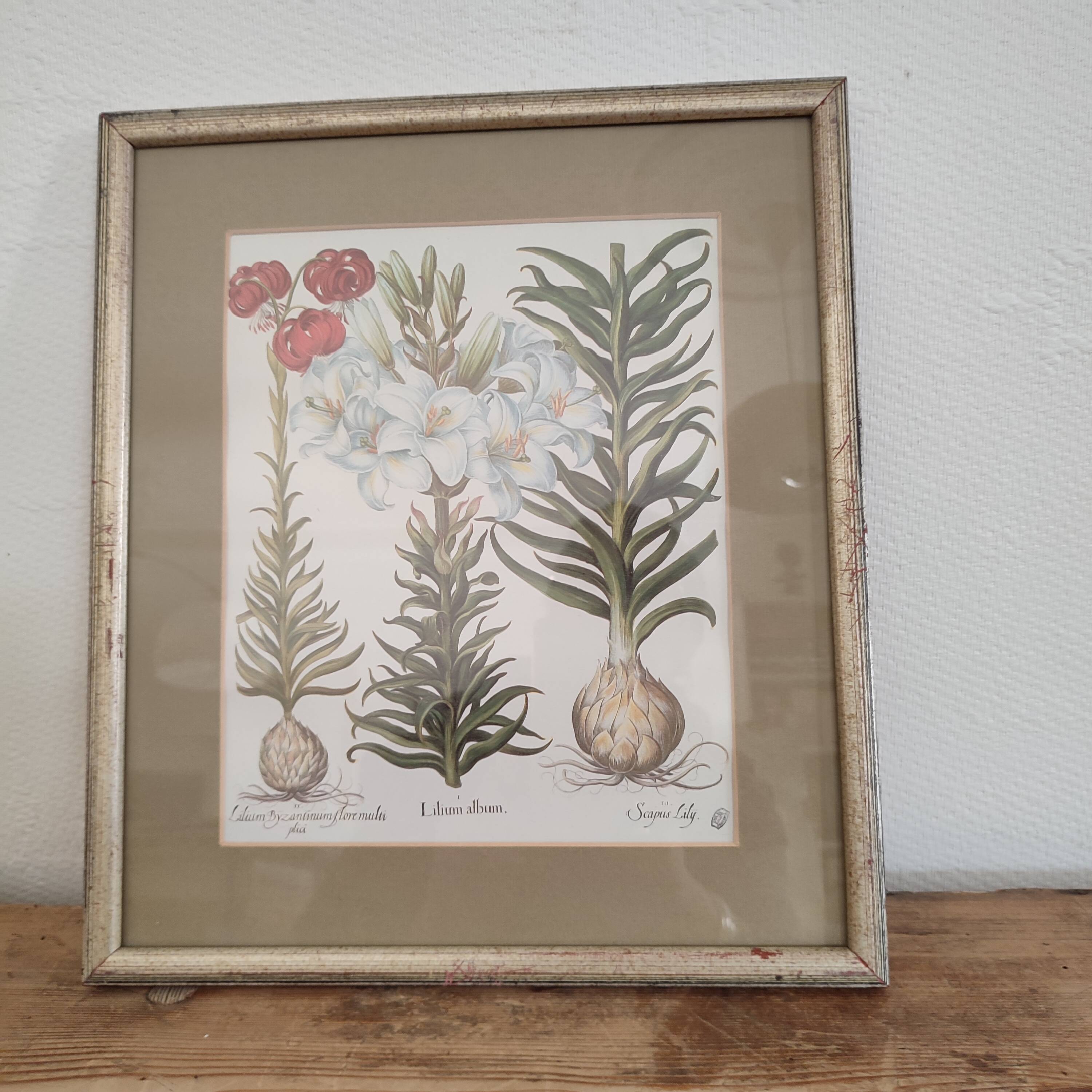 Botanical illustration