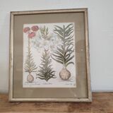 Botanical illustration