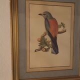 Bird engraving