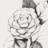 Tableau illustration camélia