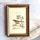 Set of two bird illustrations