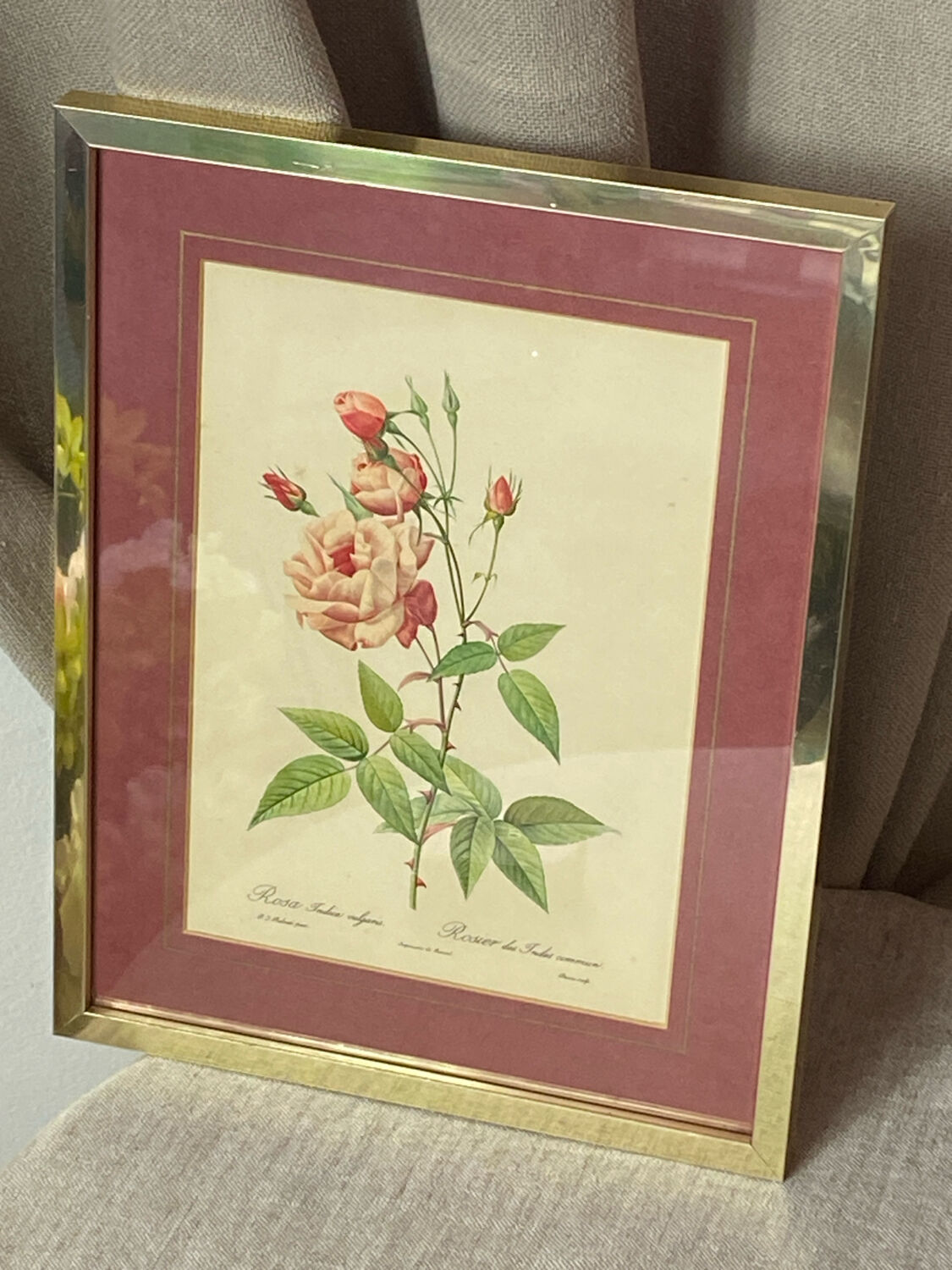 Botanical poster, P-J Redouté, brass frame