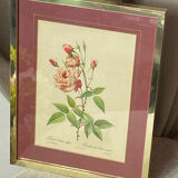 Botanical poster, P-J Redouté, brass frame