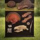 Educational poster mounted THE HEDGEHOG
