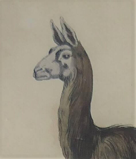 Ornithological Plate Buffon 1838 "Llama & Vicuña"