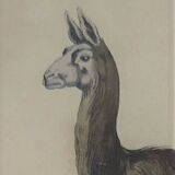 Ornithological Plate Buffon 1838 "Llama & Vicuña"