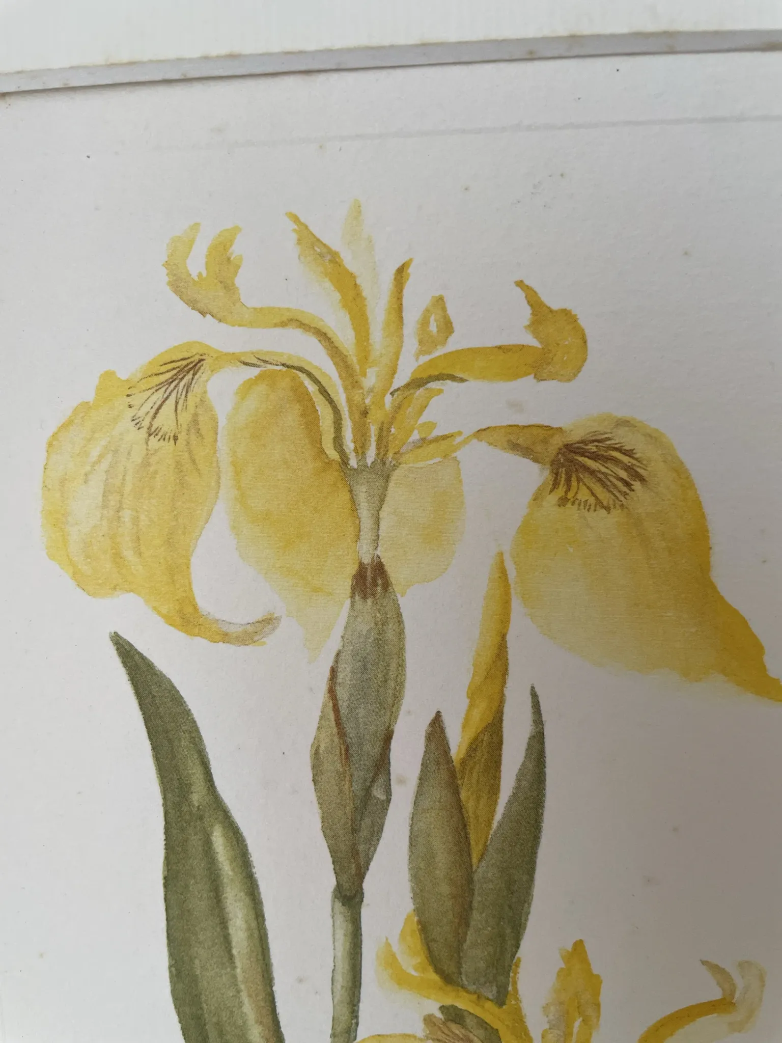 Duo d’aquarelles de Cecil Romey