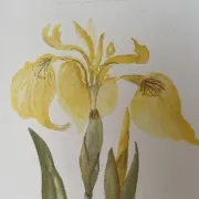 Duo d’aquarelles de Cecil Romey